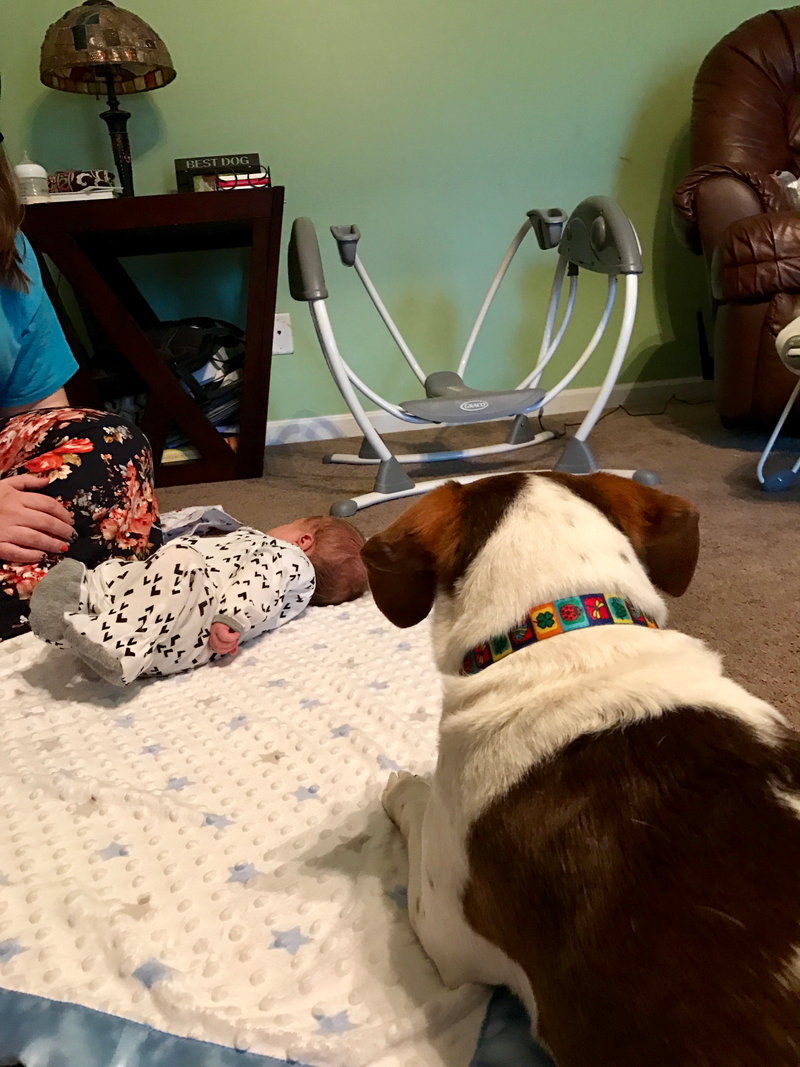 Illustration for article titled Ginger is meeting and getting to know her new little brother.